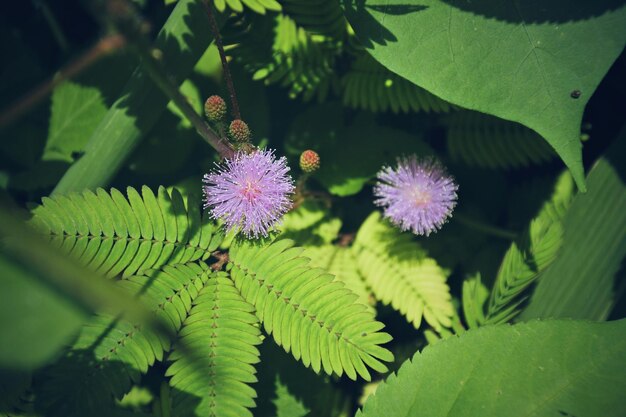 Foto prossimo piano di una pianta a fiore viola