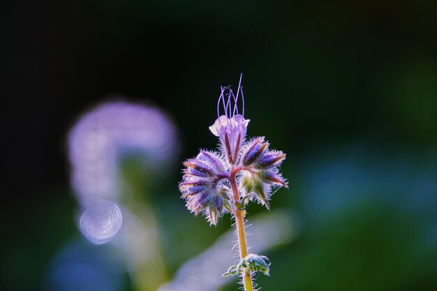 Foto prossimo piano di una pianta a fiore viola