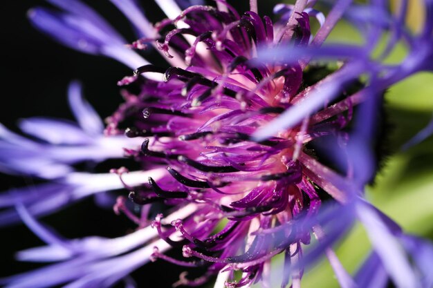 Foto prossimo piano di una pianta a fiori viola