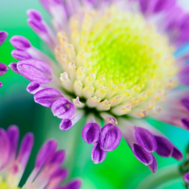 Close-up of purple flowering plant