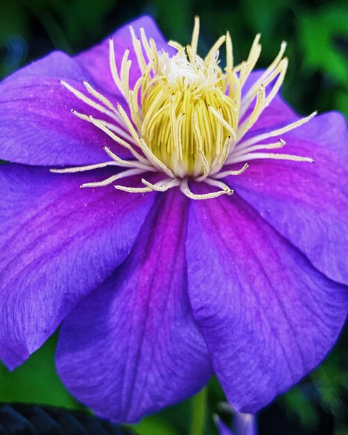 Close-up of purple flowering plant