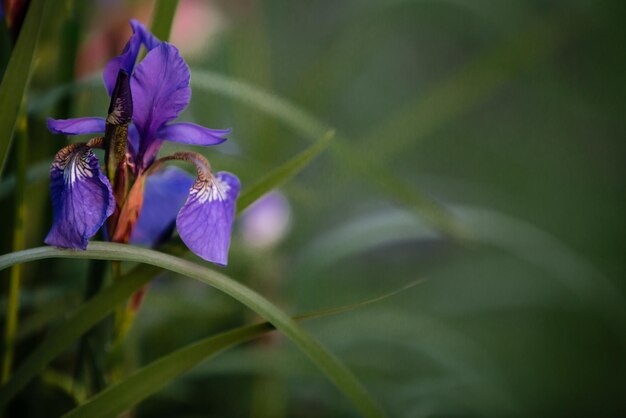 紫色の花の植物のクローズアップ