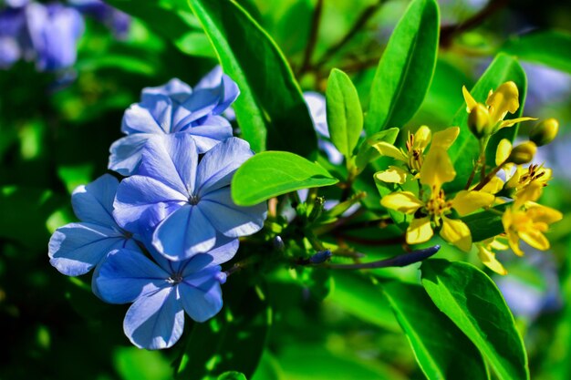 Close-up of purple flowering plant