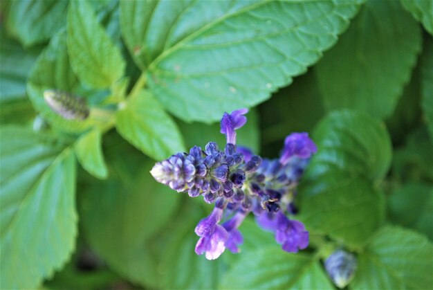 Foto prossimo piano di una pianta a fiori viola