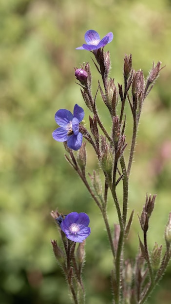 Photo close-up of purple flowering plant