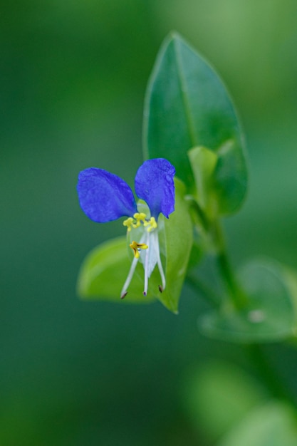 紫色の花の植物のクローズアップ