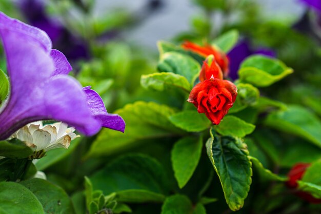 Close-up of purple flowering plant