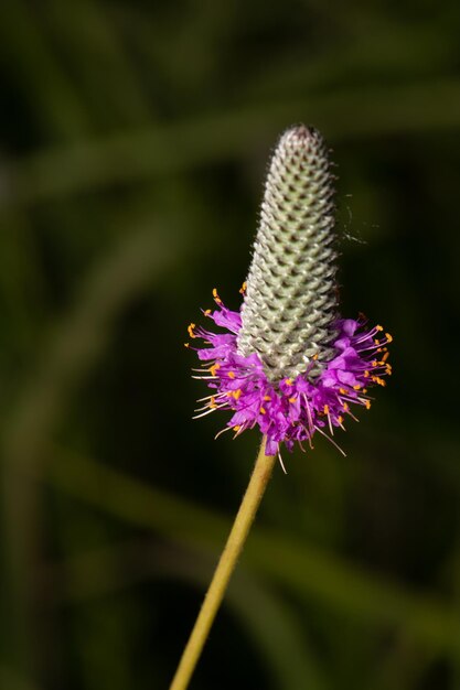 Close-up of purple flowering plant