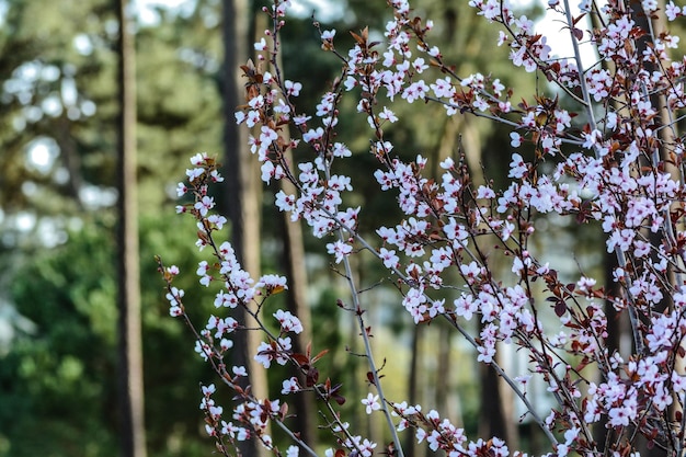 Close-up of purple flowering plant