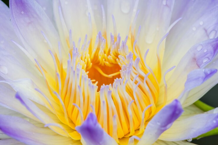 Photo 紫色の花の植物のクローズアップ