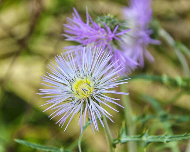 Foto prossimo piano di una pianta a fiori viola