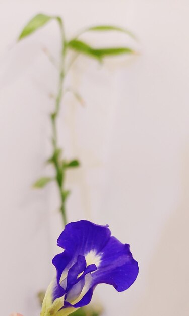 Close-up of purple flowering plant