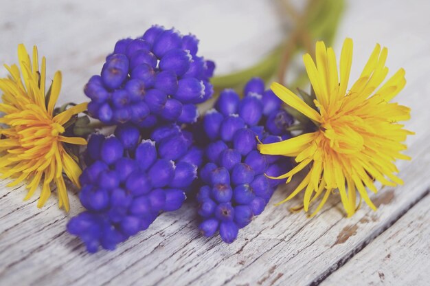 Close-up of purple flowering plant