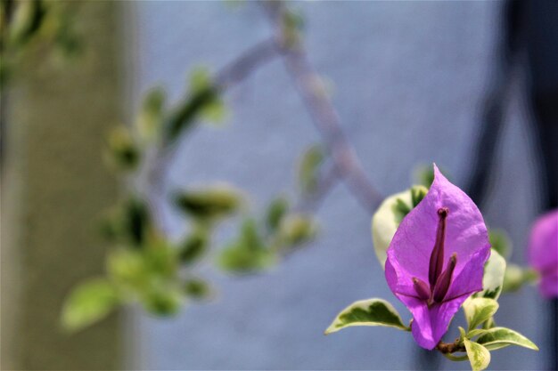 Close-up of purple flowering plant