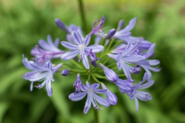 Close-up of purple flowering plant