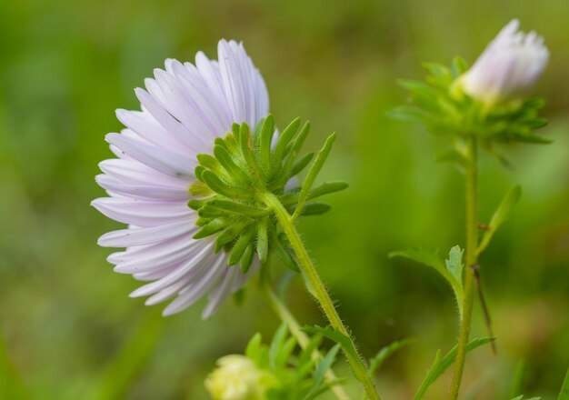 Close-up of purple flowering plant