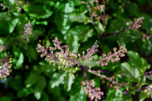 Photo close-up of purple flowering plant