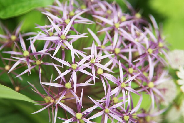 Photo close-up of purple flowering plant