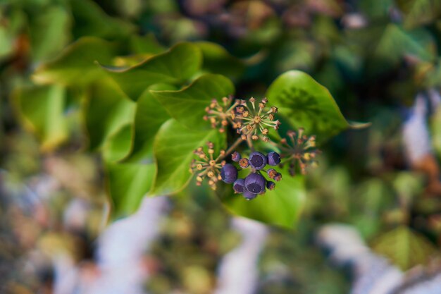 Photo close-up of purple flowering plant