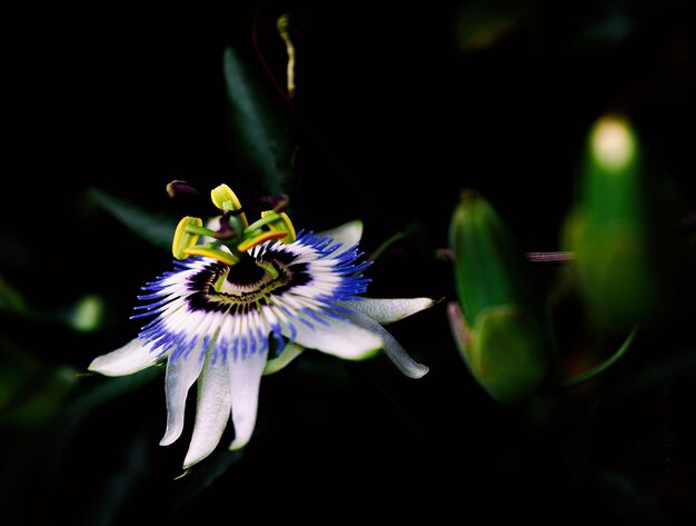 紫色の花の植物のクローズアップ