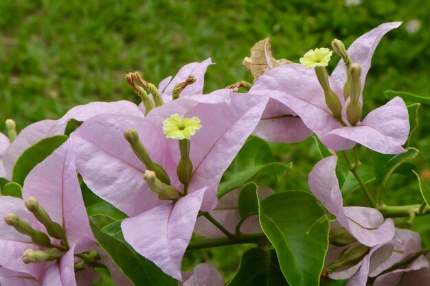 Photo close-up of purple flowering plant