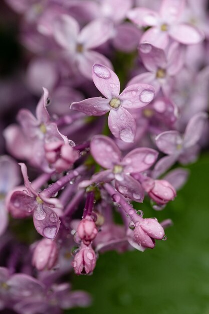 Photo close-up of purple flowering plant