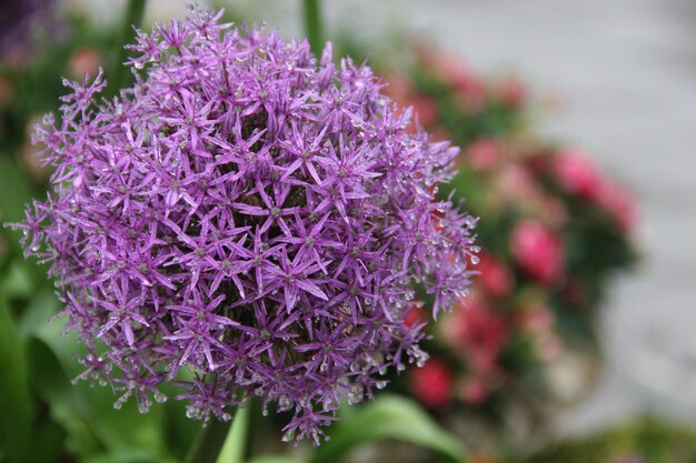 Close-up of purple flowering plant