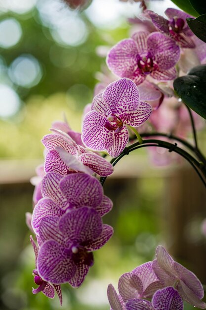 Foto prossimo piano di una pianta a fiori viola