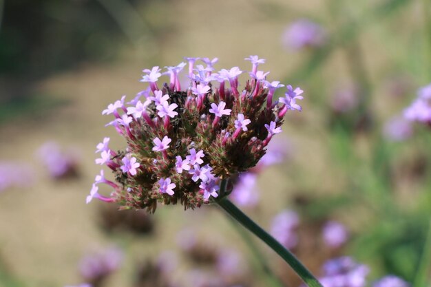 Photo close-up of purple flowering plant