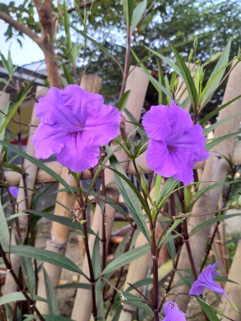 Close-up of purple flowering plant