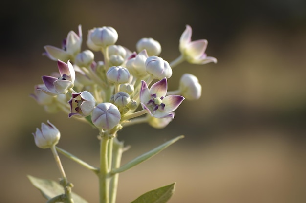 紫色の花の植物のクローズアップ