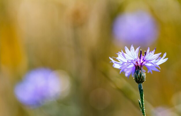 Foto prossimo piano di una pianta a fiori viola