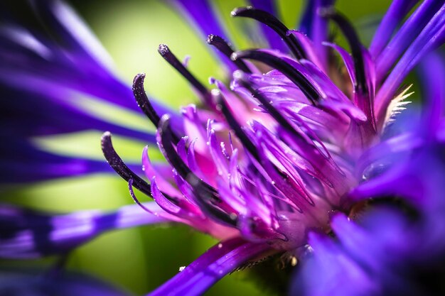 Close-up of purple flowering plant