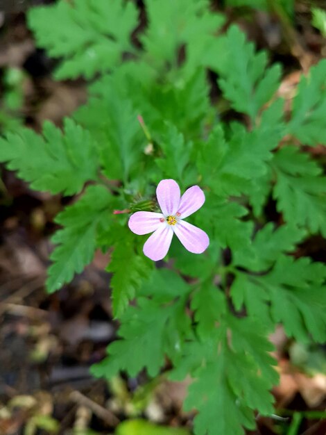 Close-up of purple flowering plant