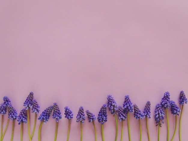 Photo close-up of purple flowering plants against blue background