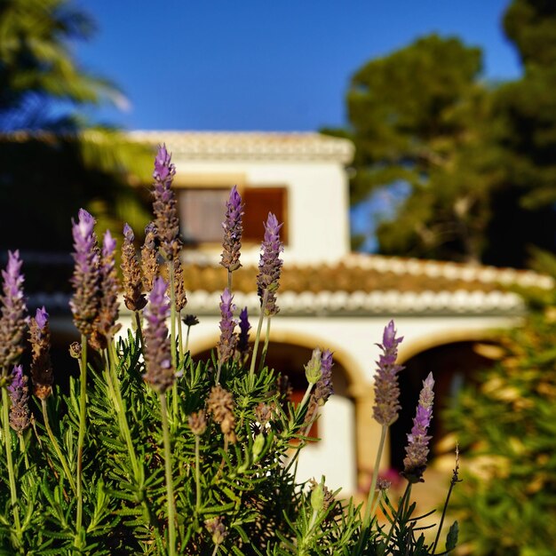 Photo close-up of purple flowering plants against sky