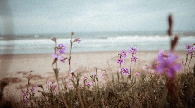 Photo close-up of purple flowering plants at beach against sky