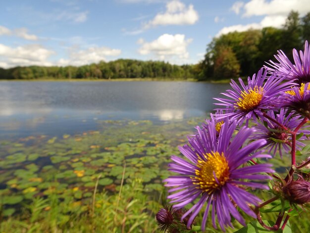 湖ごとに紫の花を ⁇ かせる植物のクローズアップ