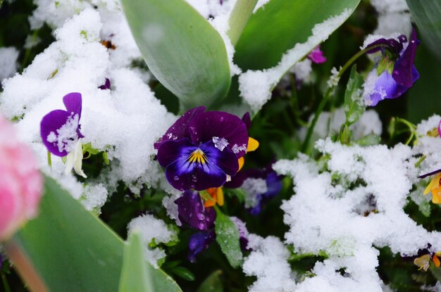 Close-up of purple flowering plants during winter