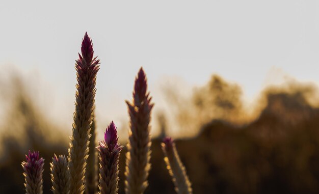 Close-up of purple flowering plants on field against sky