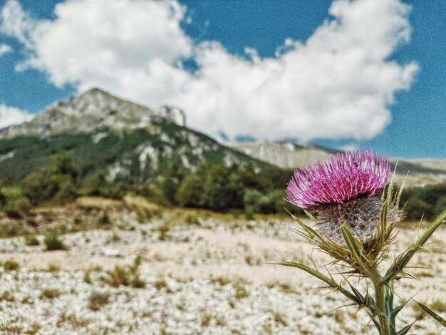 Foto close-up di piante a fiori viola sul campo contro il cielo