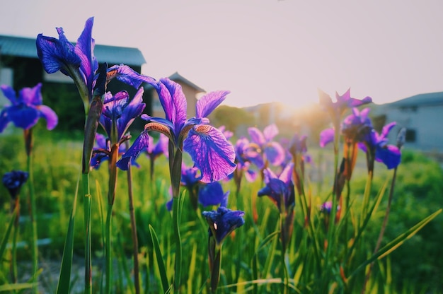 Foto close-up di piante a fiori viola sul campo contro il cielo