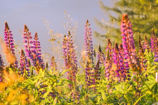 Close-up of purple flowering plants on field against sky