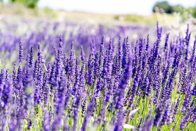 Close-up of purple flowering plants on field lavender