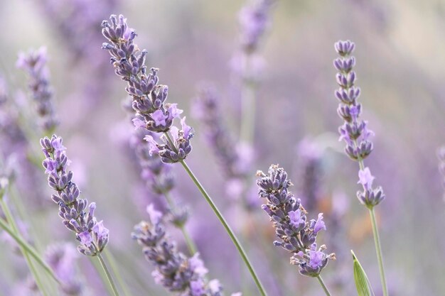 Close-up of purple flowering plants on field lavender