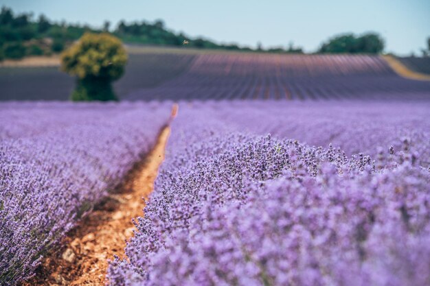 畑の紫色の花の植物のクローズアップ