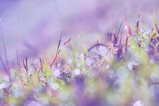 Close-up of purple flowering plants on field