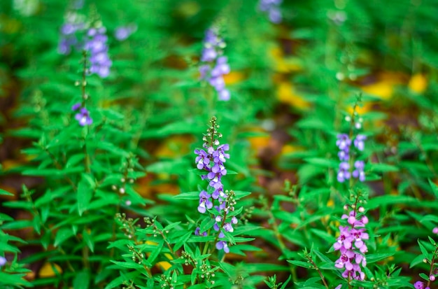 Photo close-up of purple flowering plants on field