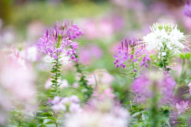 Close-up of purple flowering plants on field