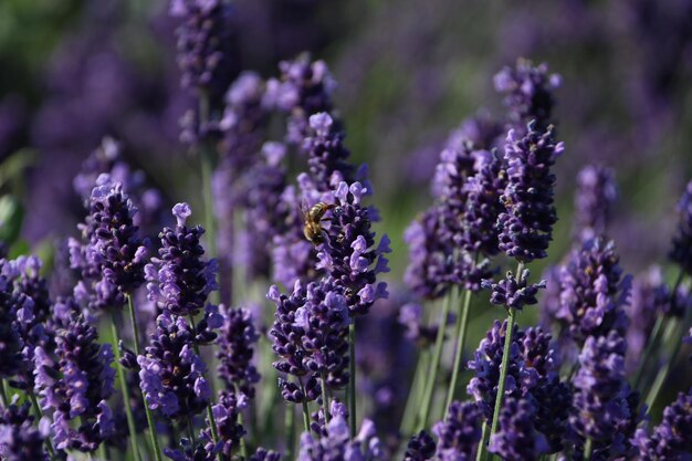 Close-up of purple flowering plants on field